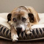 How Long Can A Dog Go Without Eating Common Causes & What To Do