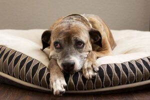 How Long Can A Dog Go Without Eating Common Causes & What To Do
