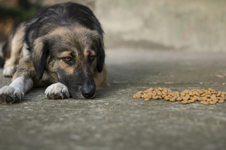 How Long Can A Dog Go Without Eating Common Causes & What To Do