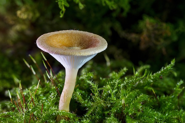 How Long Do Mushrooms Last in the Fridge How to Tell Bad Mushrooms