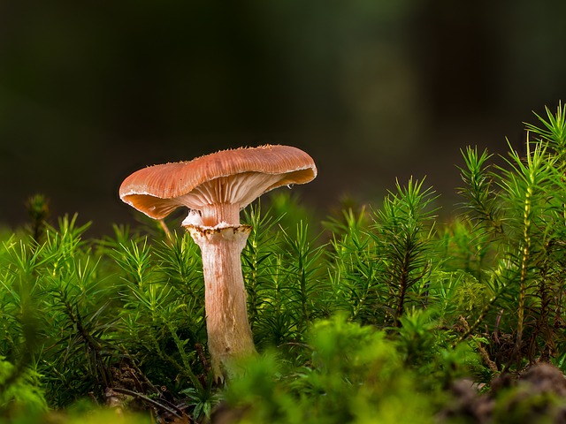 How Long Do Mushrooms Last in the Fridge How to Tell Bad Mushrooms