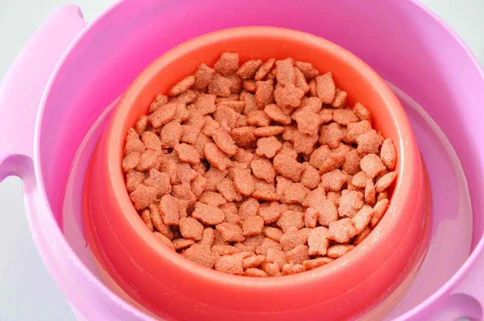 How to Keep Ants Out of Cat Food Quick and Easy Ways