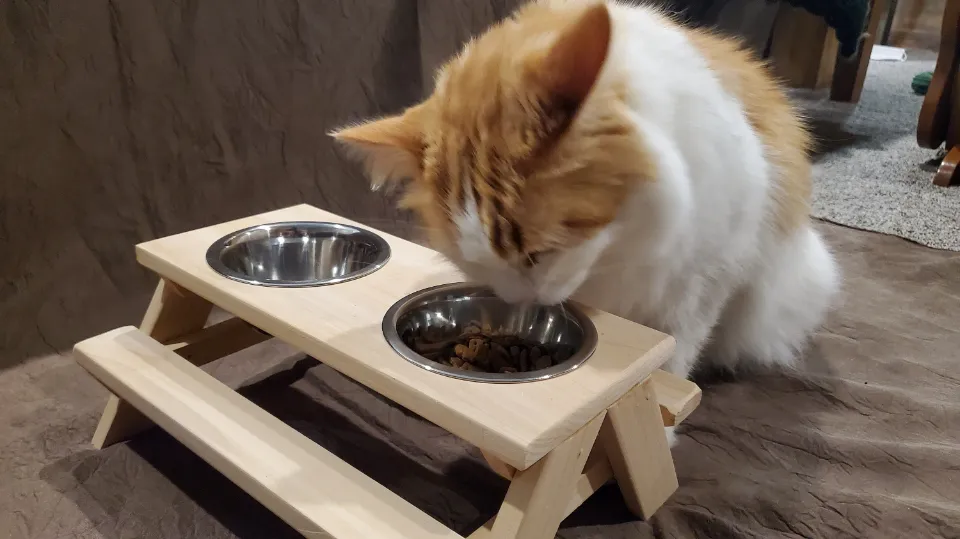 Keep Your Dog Out of Your Cat's Food: Top Tips