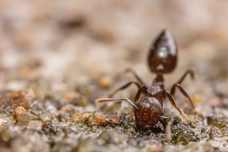 How to Keep Ants Out of Cat Food Quick and Easy Ways