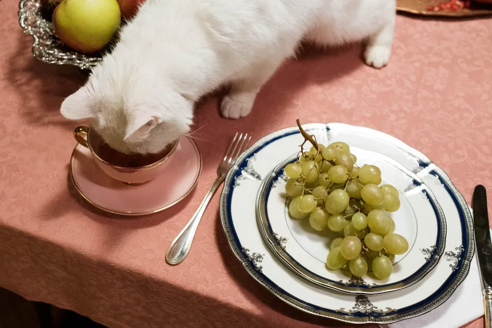 Keep Your Dog Out of Your Cat's Food: Top Tips