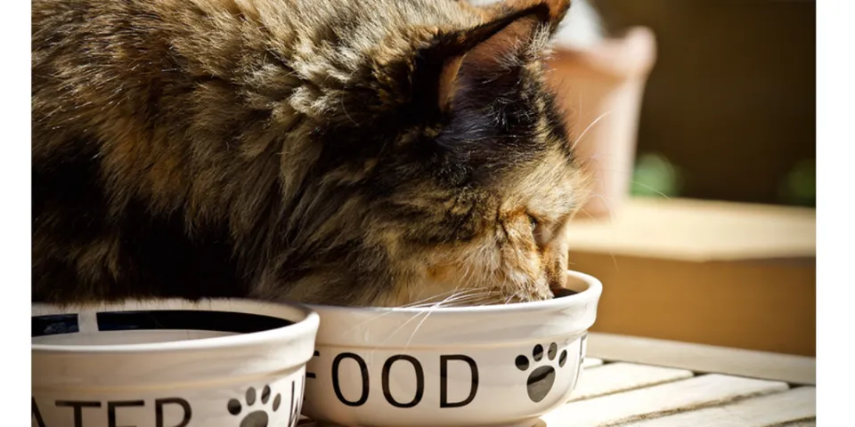 Keep Your Dog Out of Your Cat's Food: Top Tips